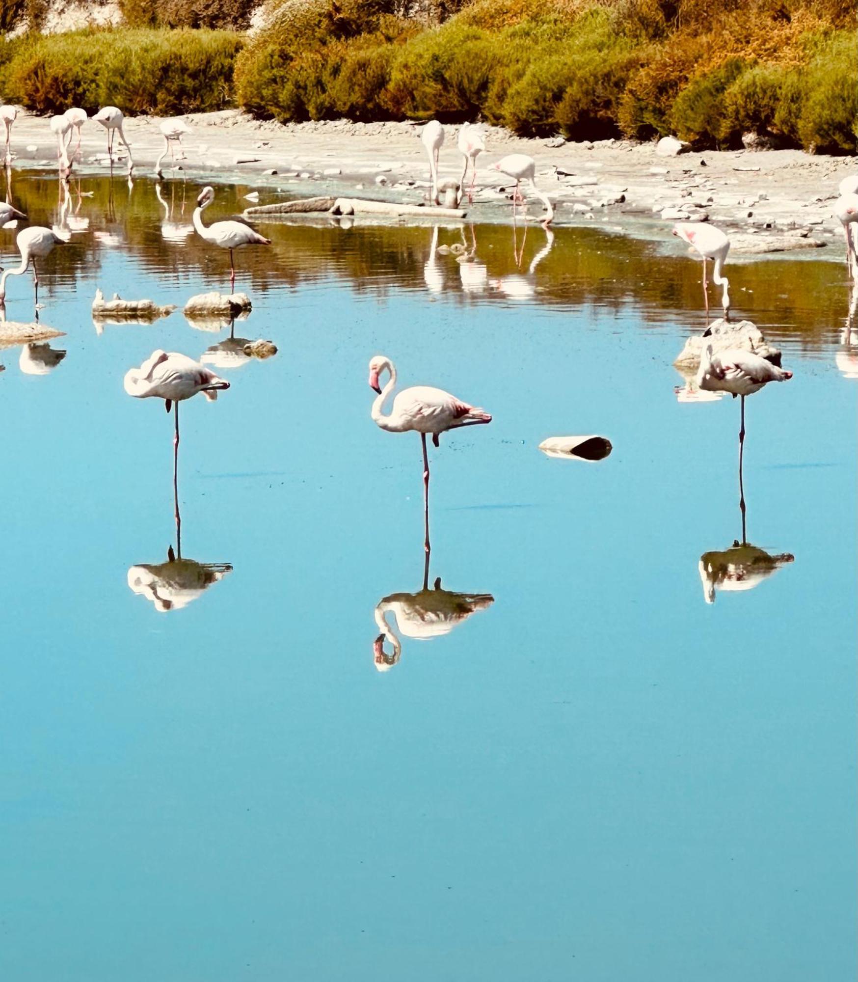 Appartement Climatise Avec Chambre Et Parking Privatif Locations Vld Camargue Сент-Марі-де-ла-Мер Екстер'єр фото